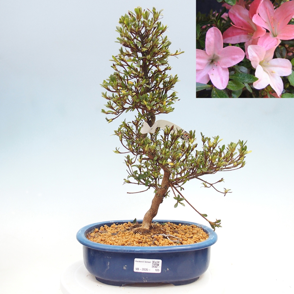 Bonsai da esterno - Azalea giapponese - Azalea Nikko