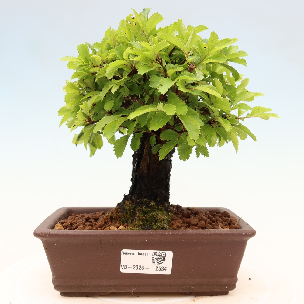 Bonsai da esterno - Zelkova - Zelkova NIRE