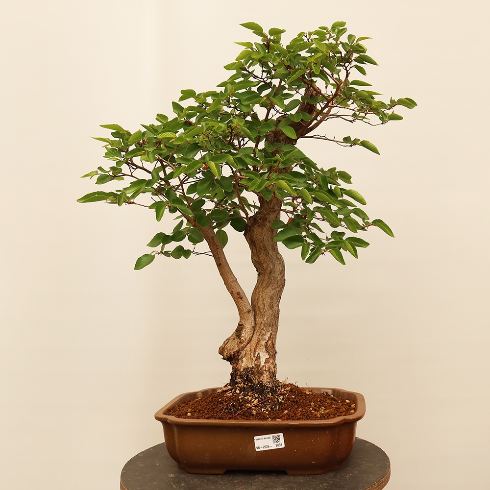 Bonsai da esterno -Carpinus Coreana - Carpino coreano