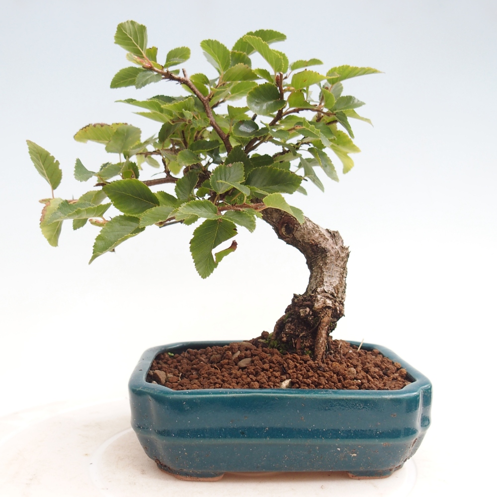 Bonsai da esterno -Carpinus CARPINOIDES - Carpino coreano