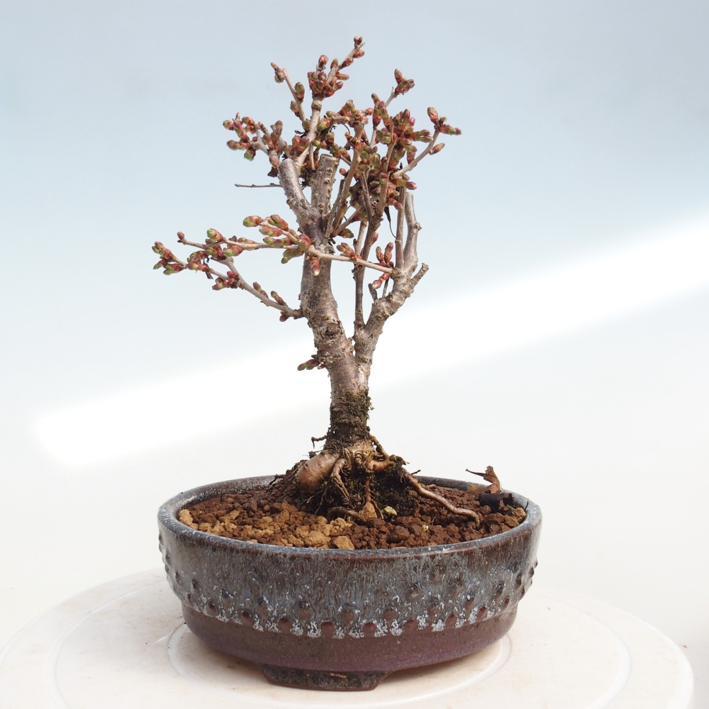 Bonsai da esterno - Prunus incisa Kojou-no mai-Plivon ritagliato