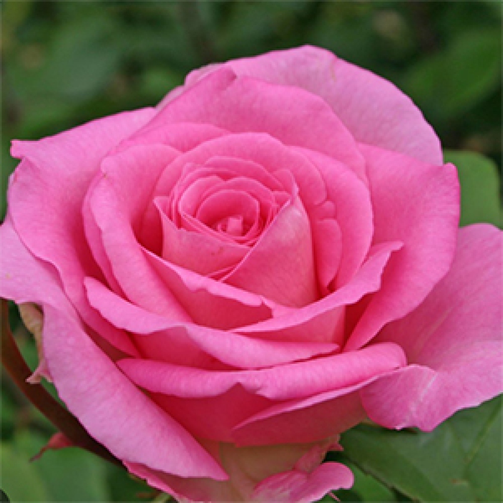 Bonsai da esterno - Rosa Kordes - rosa