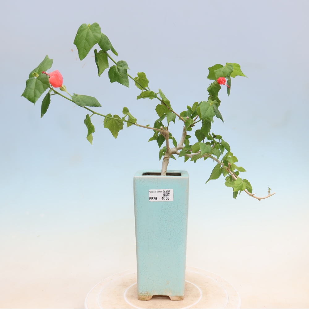 Bonsai da interno - Malvaviscus arboreus