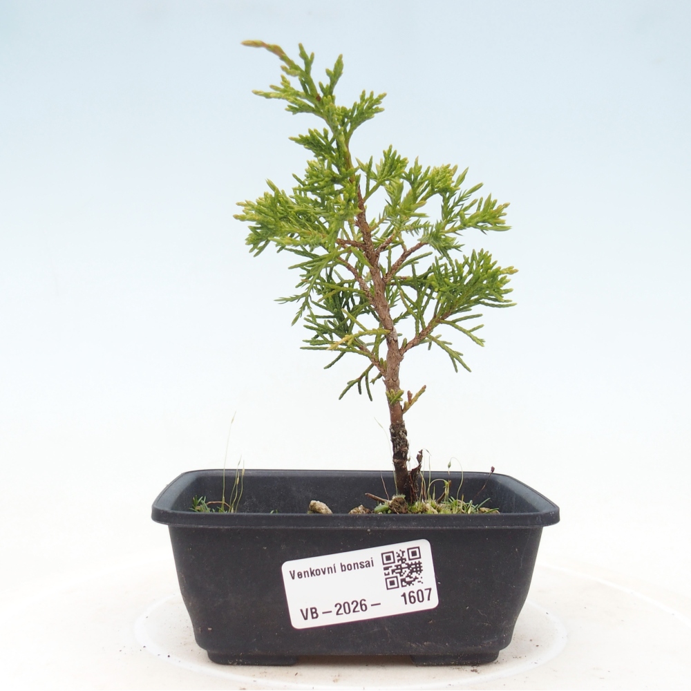Bonsai da esterno - Juniperus chinensis Itoigawa