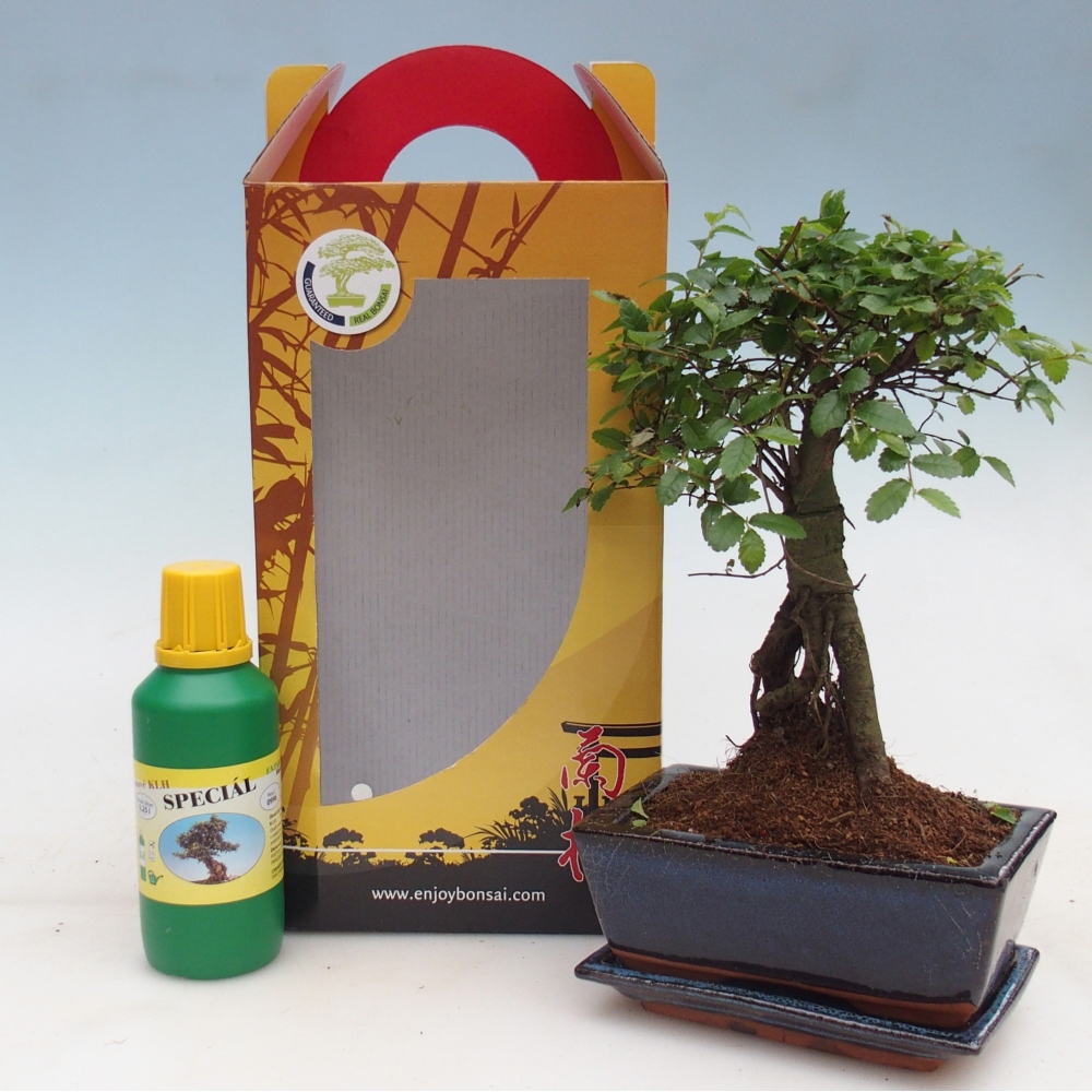 Ulmus parvifolia - olmo cinese