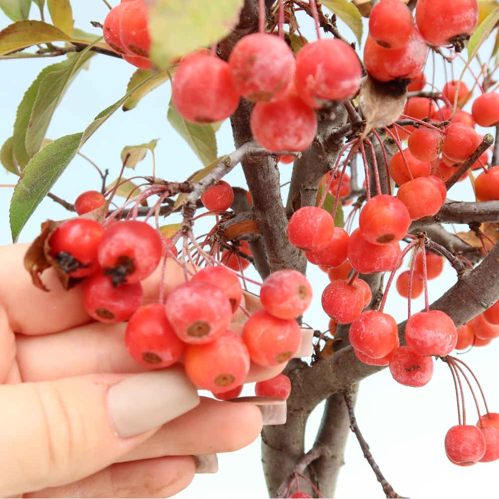 Bonsai da esterno -Malus domestica - Melo a piccoli frutti a foglie rosse