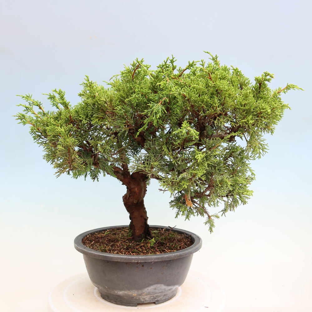 Bonsai da esterno - Juniperus chinensis Itoigawa-Juniperus chinensis