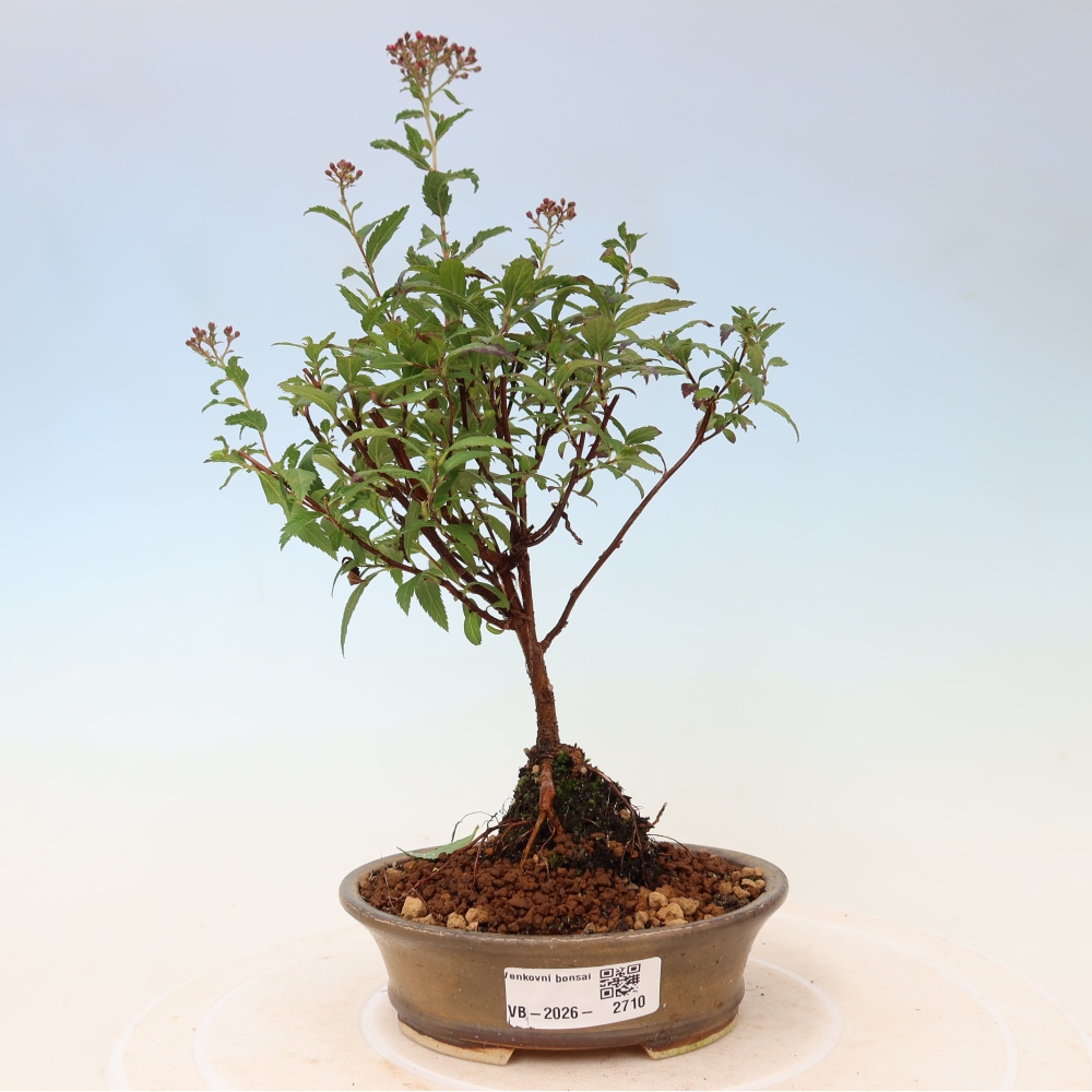 Bonsai da esterno - Spirea giapponese - Spirea japonica Anthony Waterer