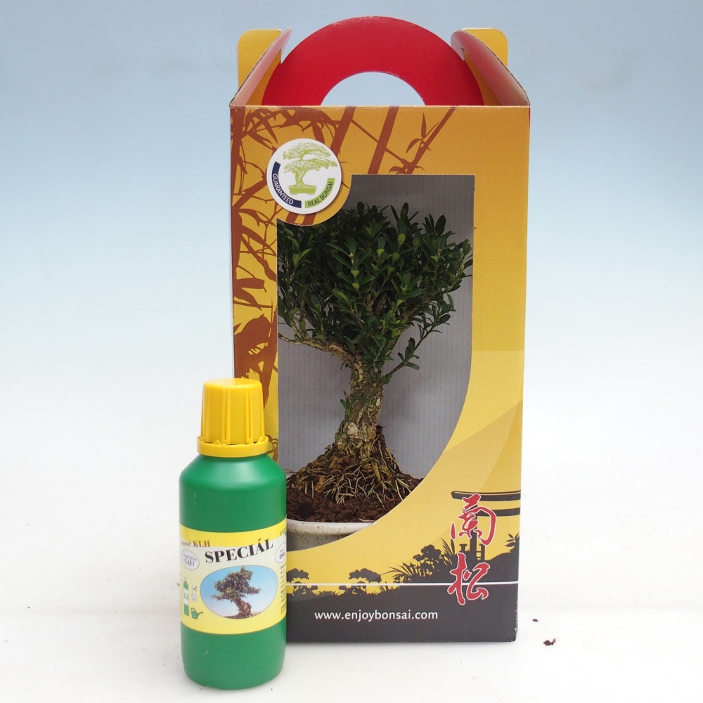 Bonsai da camera in confezione regalo Buxus harlandii - buxus da sughero