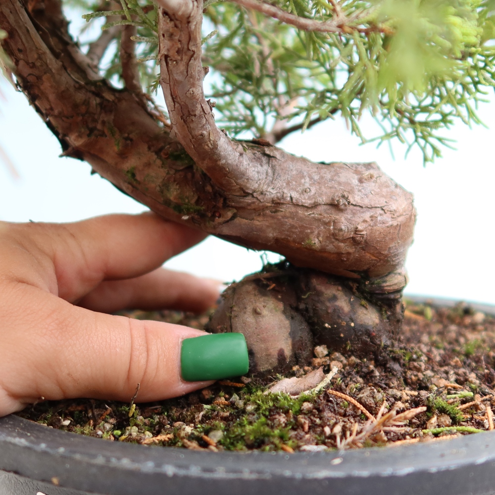 Bonsai da esterno - Juniperus chinensis Itoigawa-Juniperus chinensis