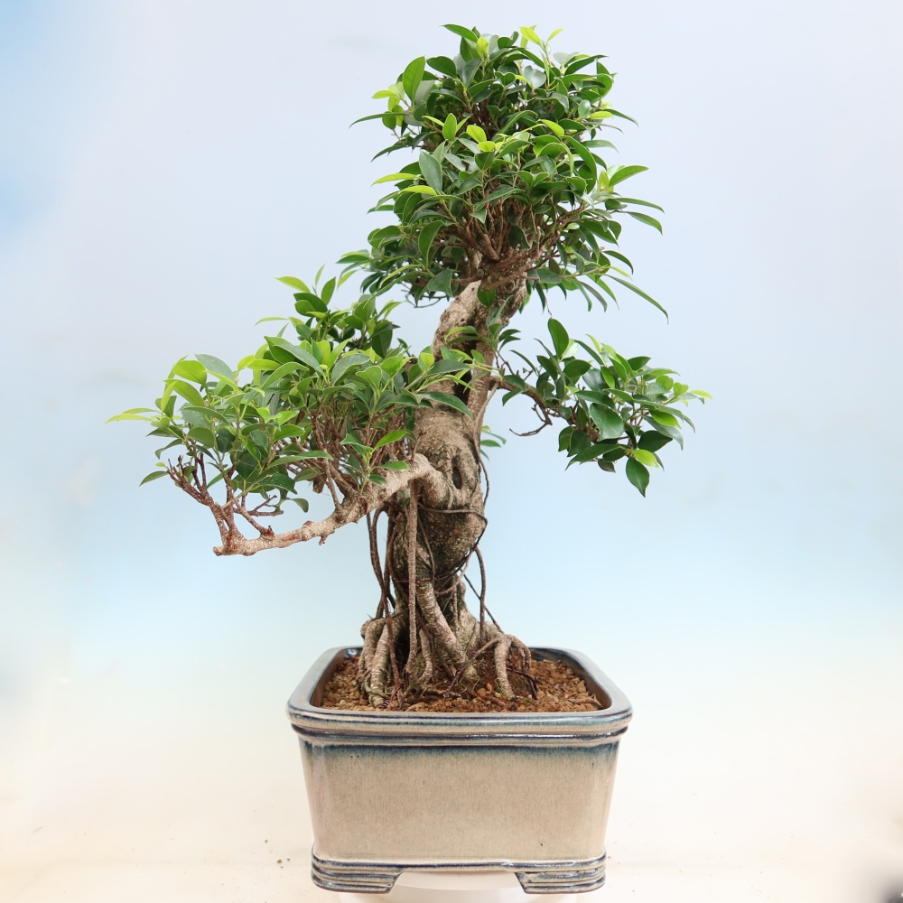 Camera bonsai - Ficus kimmen - ficus a foglie piccole