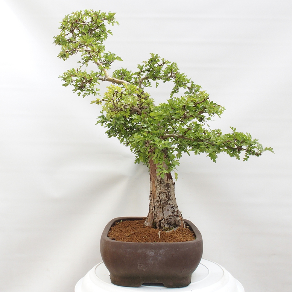 Bonsai da esterno - Biancospino - Crataegus monogyna