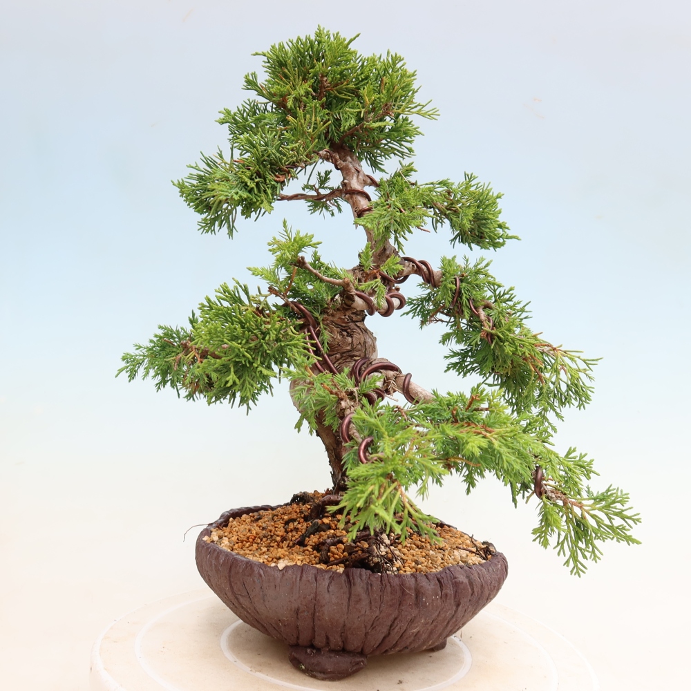 Bonsai da esterno - Juniperus chinensis Itoigawa-Juniperus chinensis