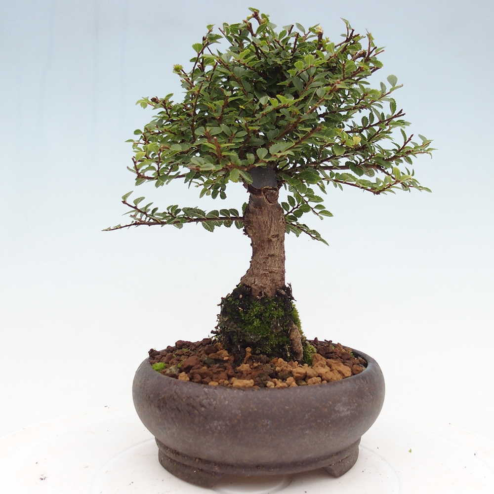 Bonsai da esterno - Ulmus parvifolia Hokkaido - Olmo cinese