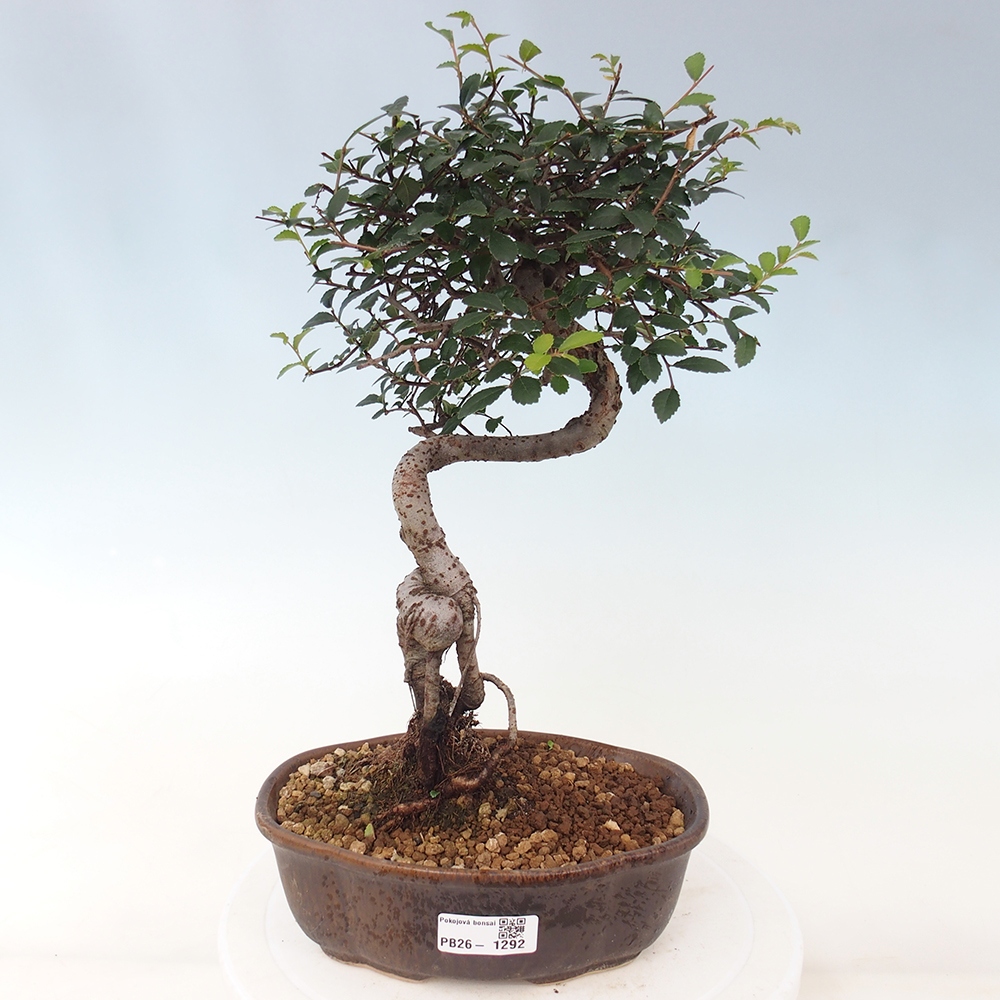 Camera bonsai - Ulmus parvifolia - Olmo a foglie piccole