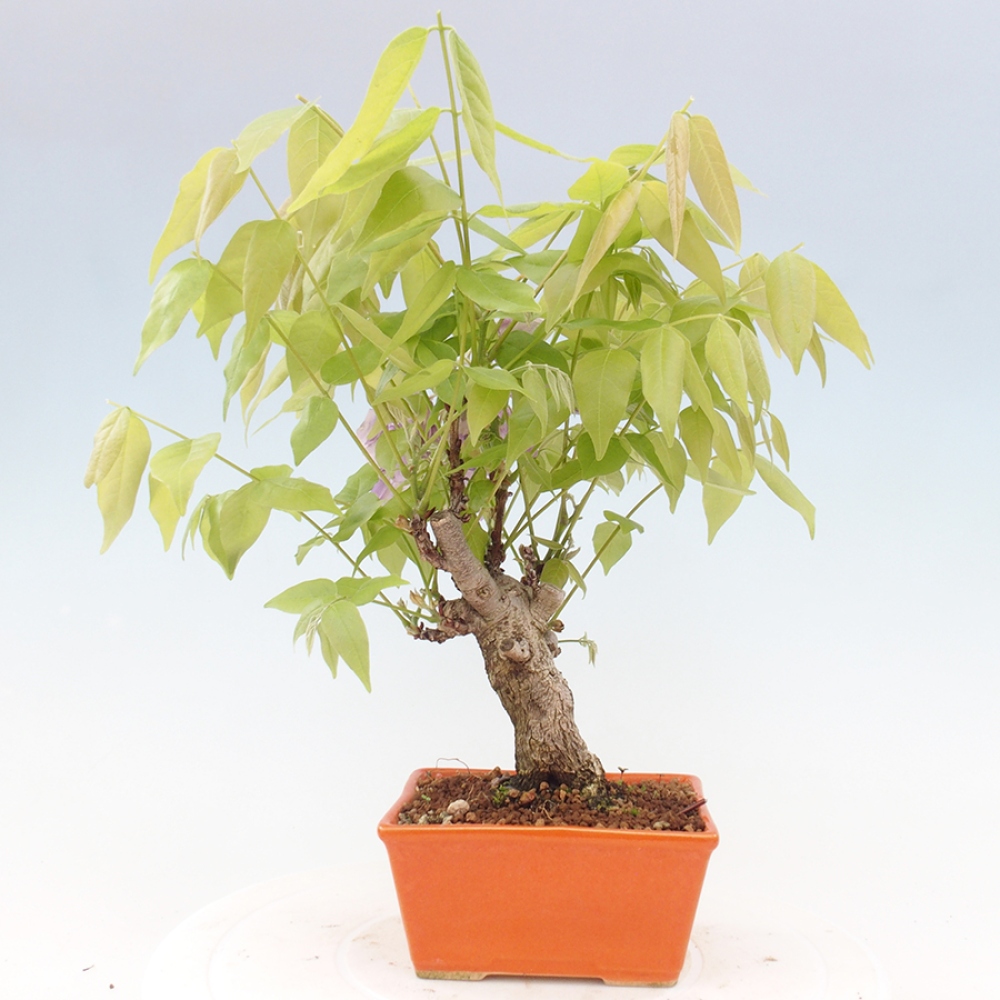 Bonsai da esterno - Glicine floribunda