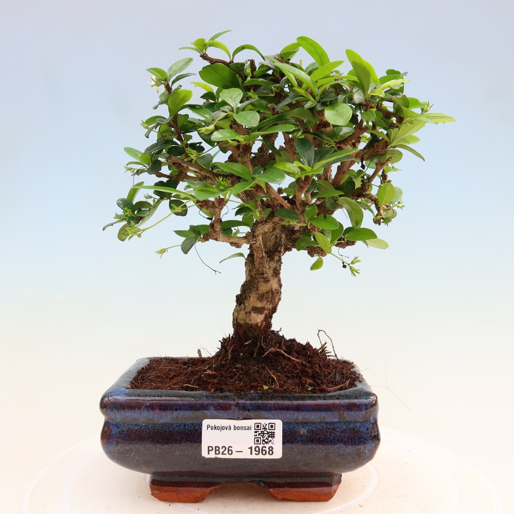 Camera bonsai - Carmona macrophylla - Tea fuki