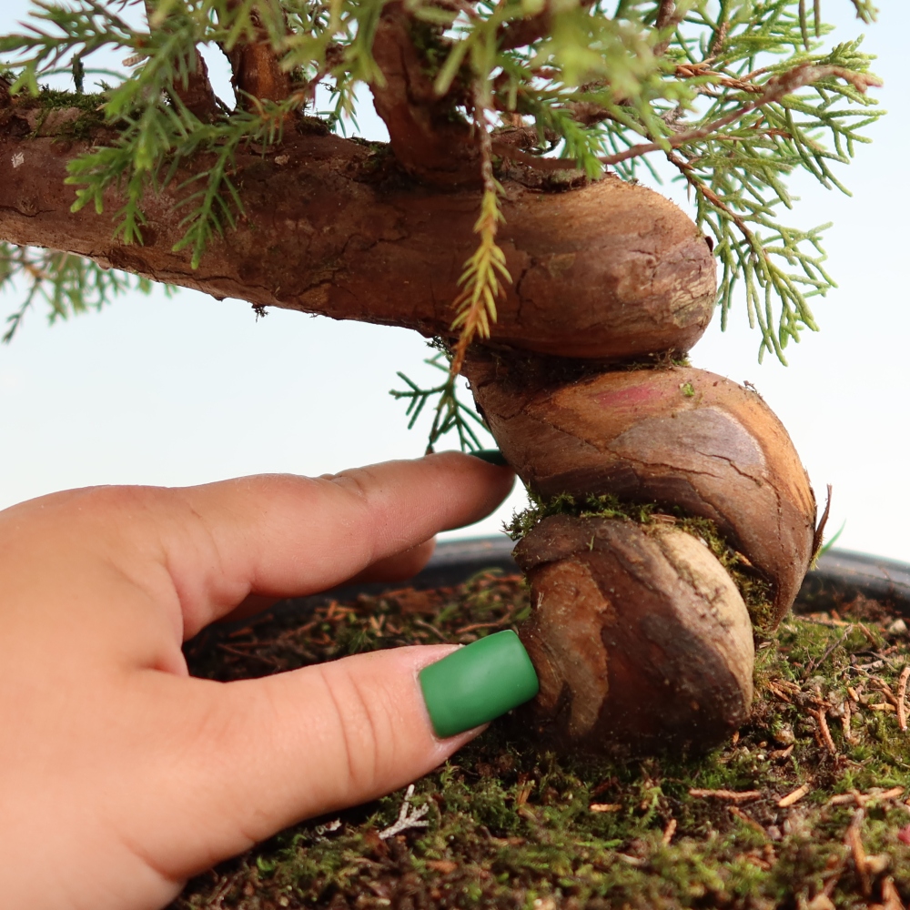 Bonsai da esterno - Juniperus chinensis Itoigawa-Juniperus chinensis
