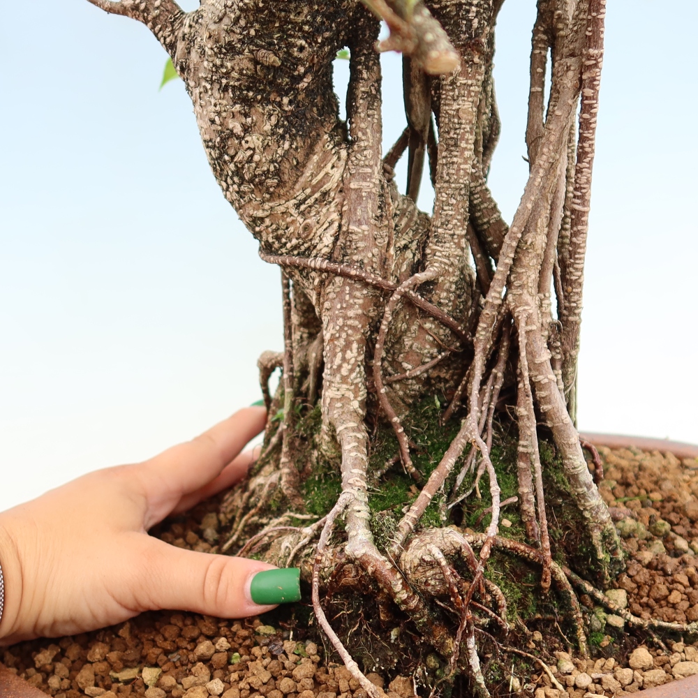 Camera bonsai - Ficus kimmen - ficus a foglie piccole