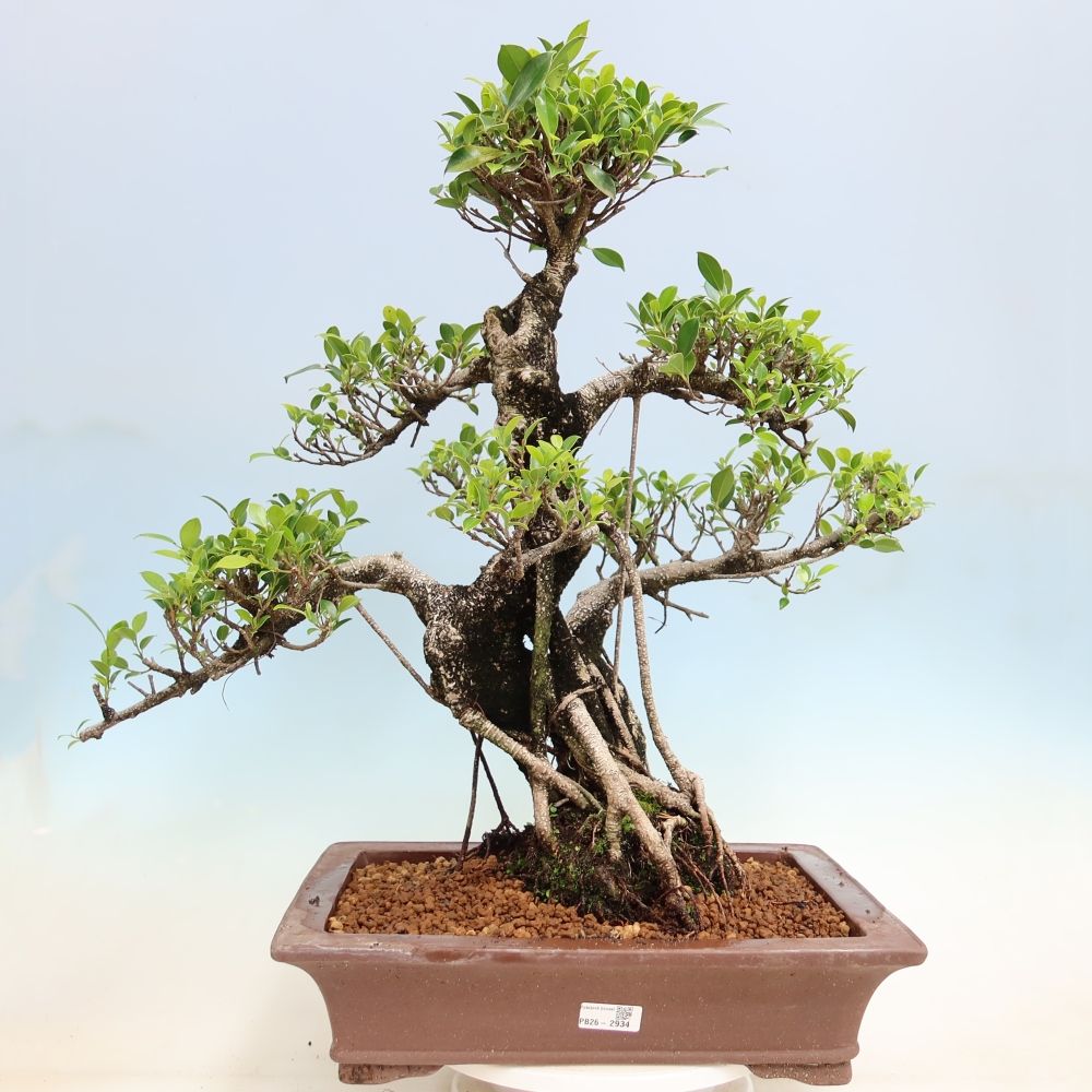 Camera bonsai - Ficus kimmen - ficus a foglie piccole