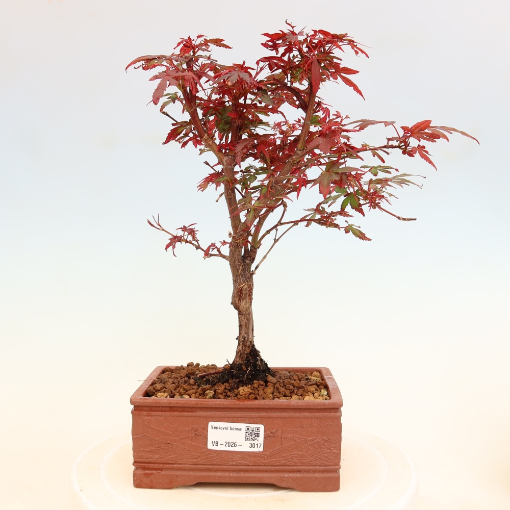 Bonsai da esterno - Acero palmatum - Acer palmatum Berry Broom 