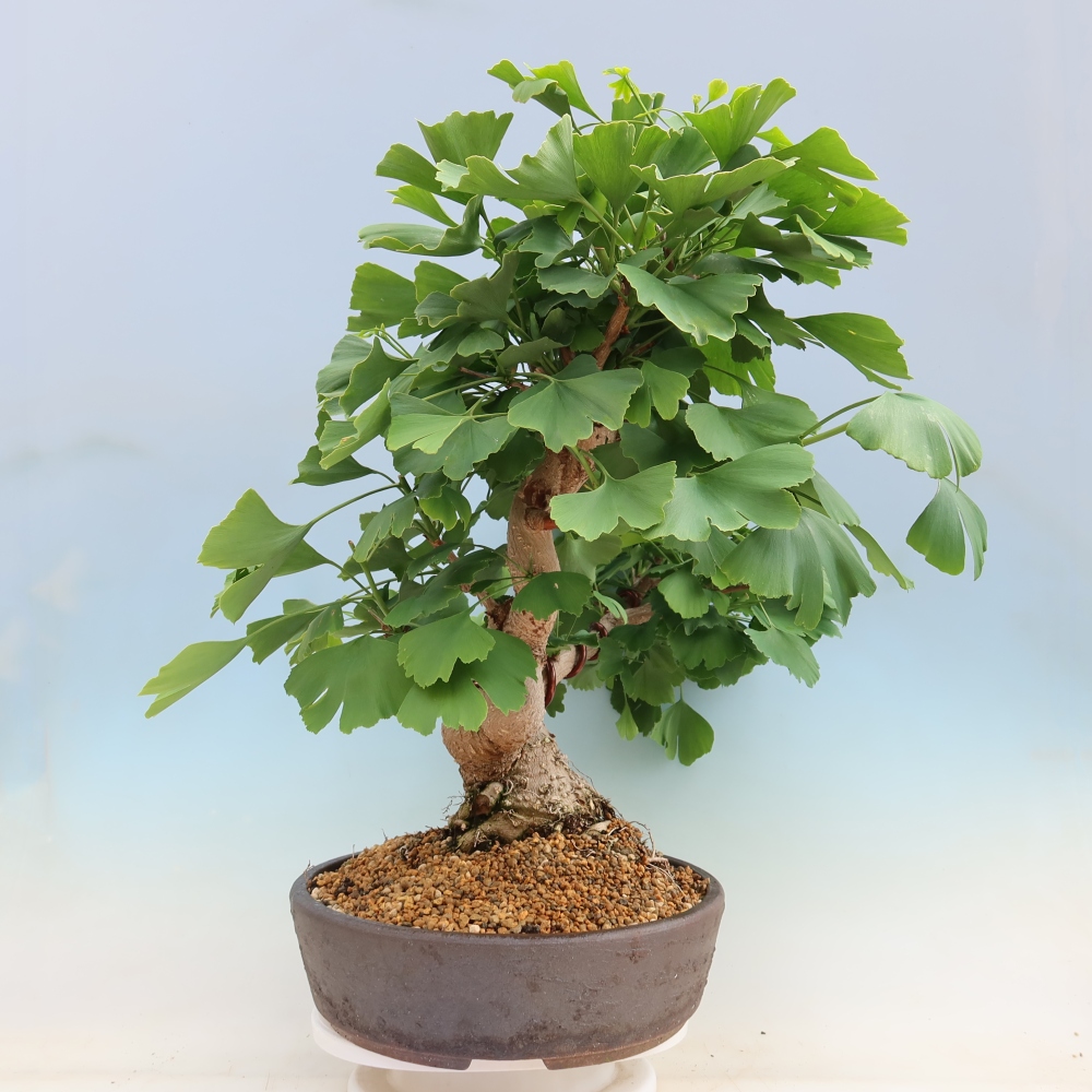 Bonsai da esterno - Ginkgo biloba - Ginkgo biloba
