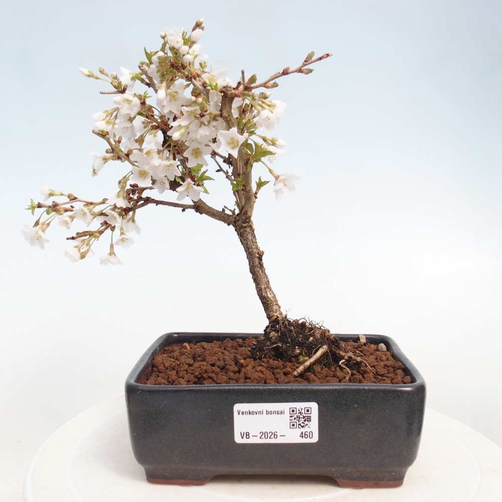 Bonsai da esterno - Prunus incisa Kojou-no mai-Plivon ritagliato