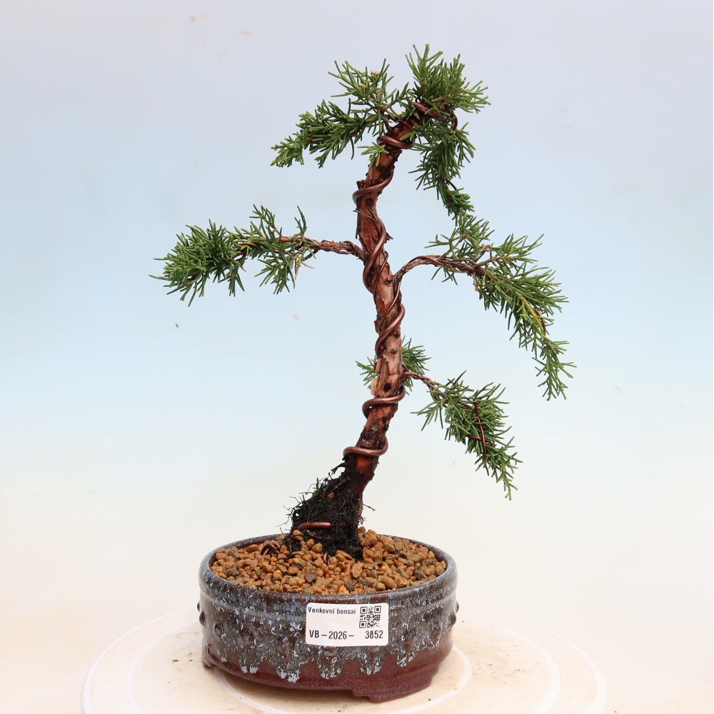 Bonsai da esterno - Juniperus chinensis Kishu
