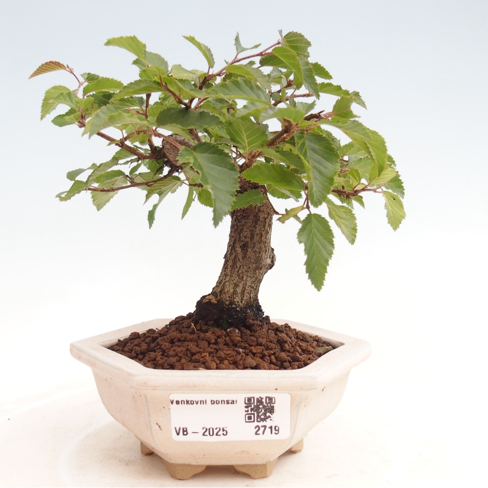 Bonsai da esterno -Carpinus CARPINOIDES - Carpino coreano