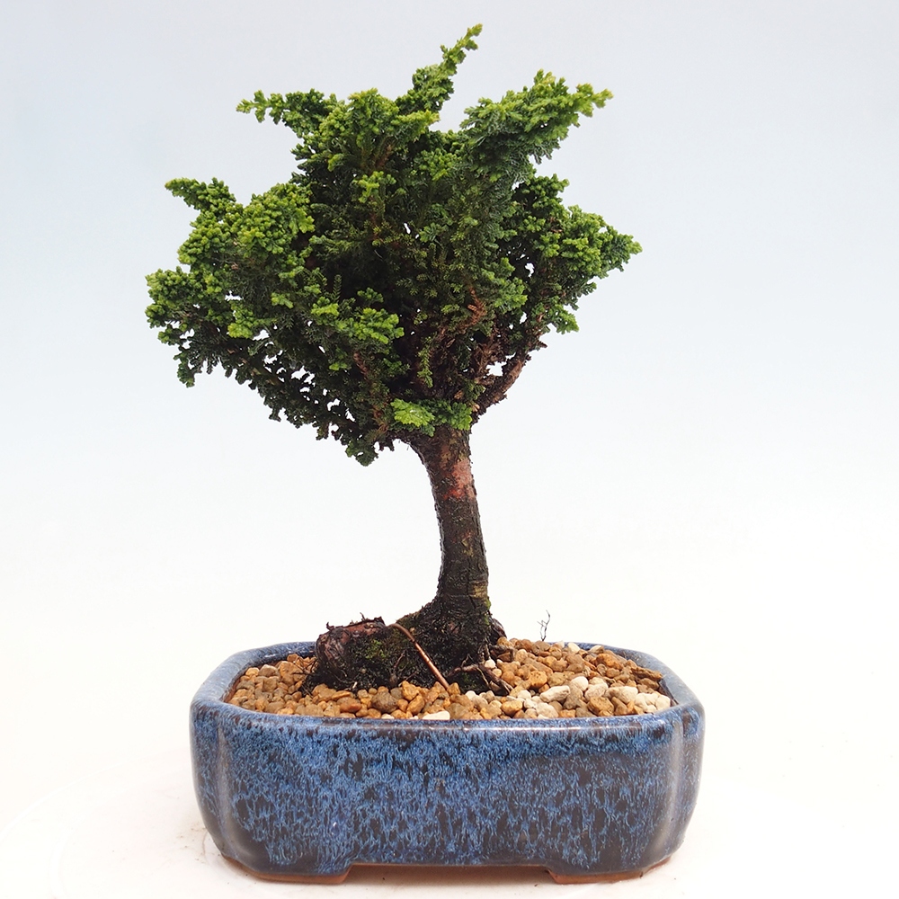 Bonsai da esterno - Cham. obtusa SEKKA HINOKI - Cipresso