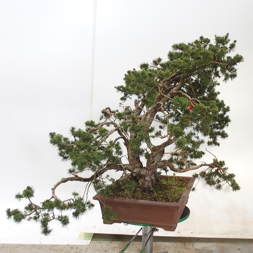 Yamadori - Pinus sylvestris Spagna