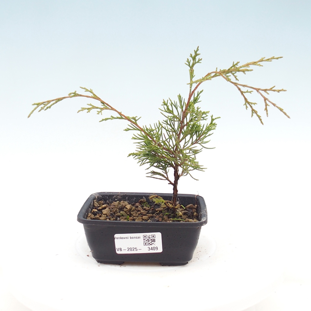 Bonsai da esterno - Juniperus chinensis Itoigawa