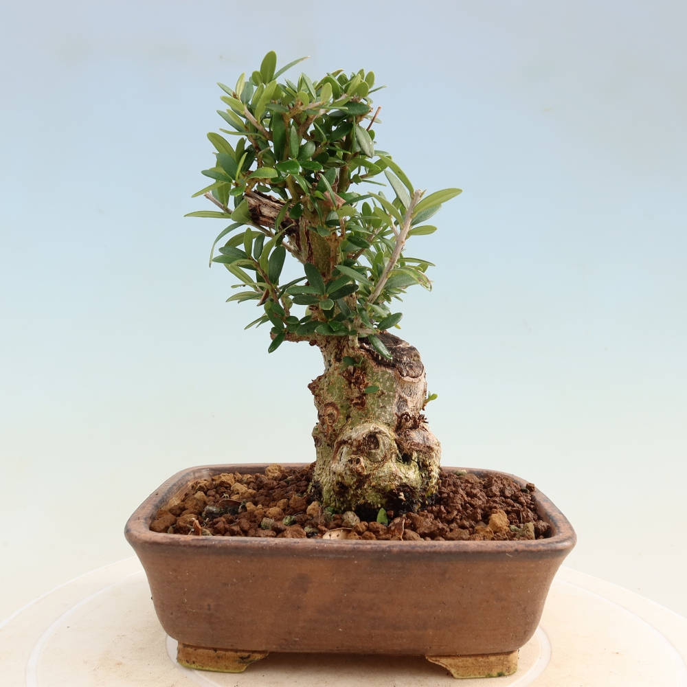 Bonsai da interno - Olea europaea sylvestris