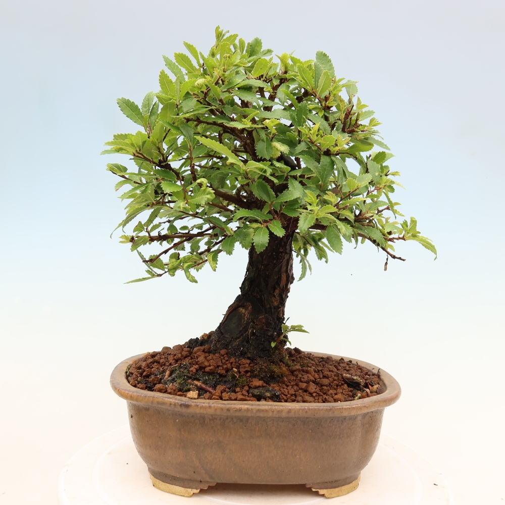 Bonsai da esterno - Zelkova - Zelkova NIRE