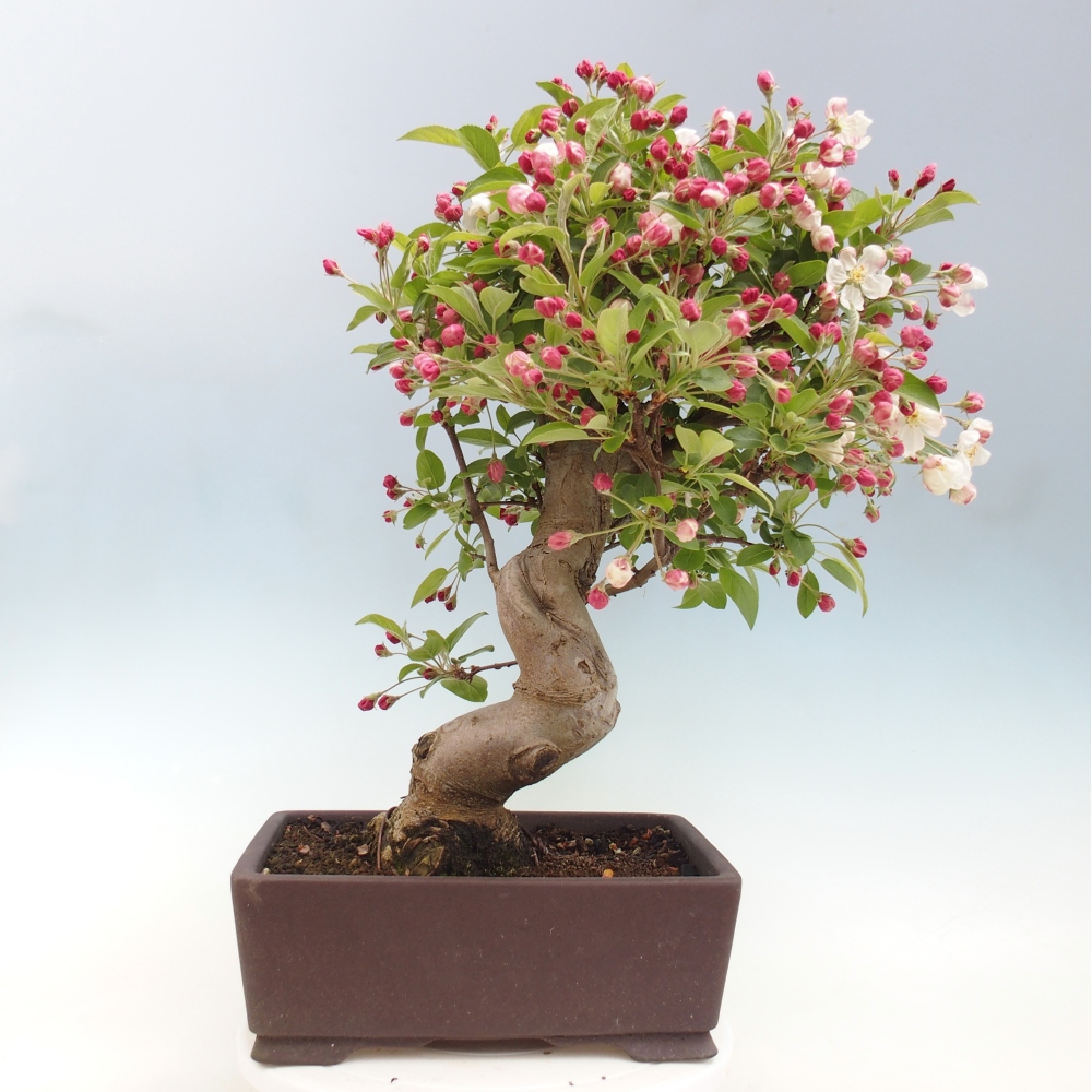 Bonsai da esterno -Malus halliana - Melo a frutto piccolo