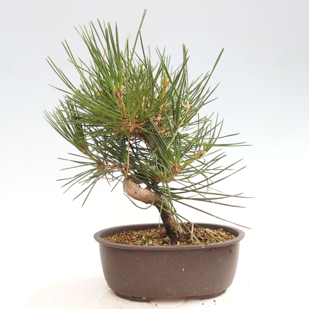 Bonsai da esterno - Pinus thunbergii - Pino di Thunberg