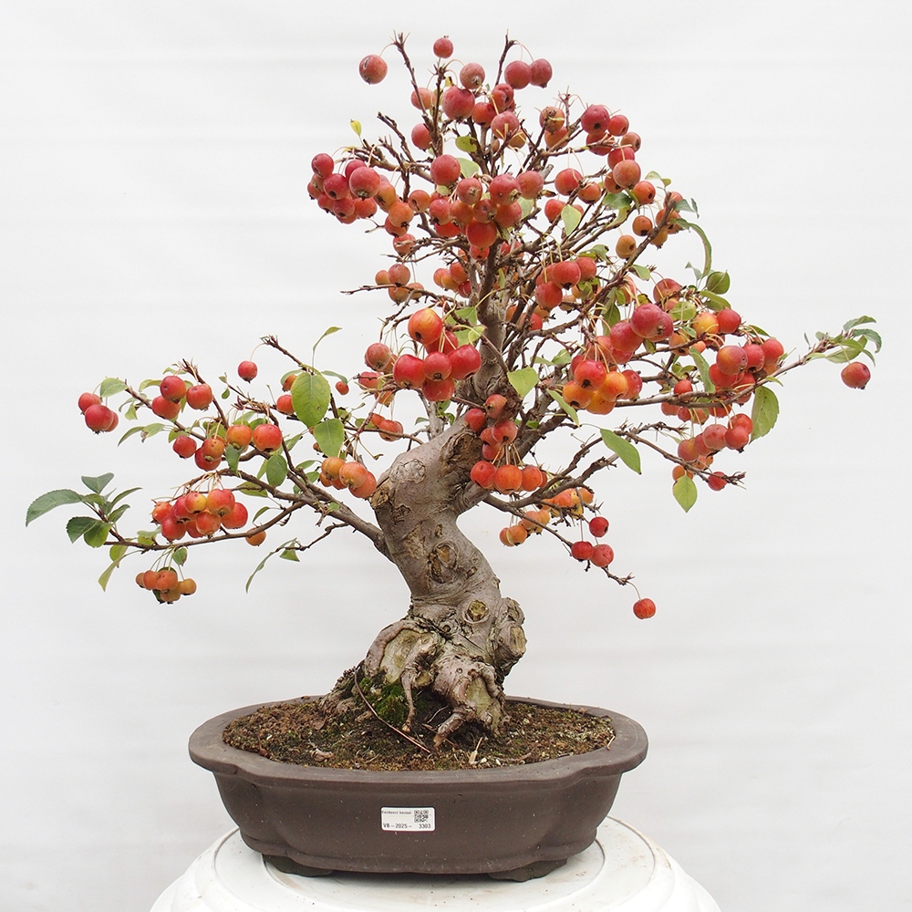 Bonsai da esterno -Malus halliana - Melo a frutto piccolo