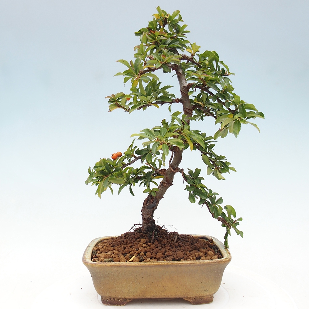 Bonsai da esterno-Pyracantha Teton -Hlox