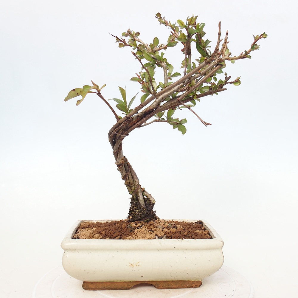 Bonsai da esterno - Chaneomeles sup. Nicoline - Cotogno