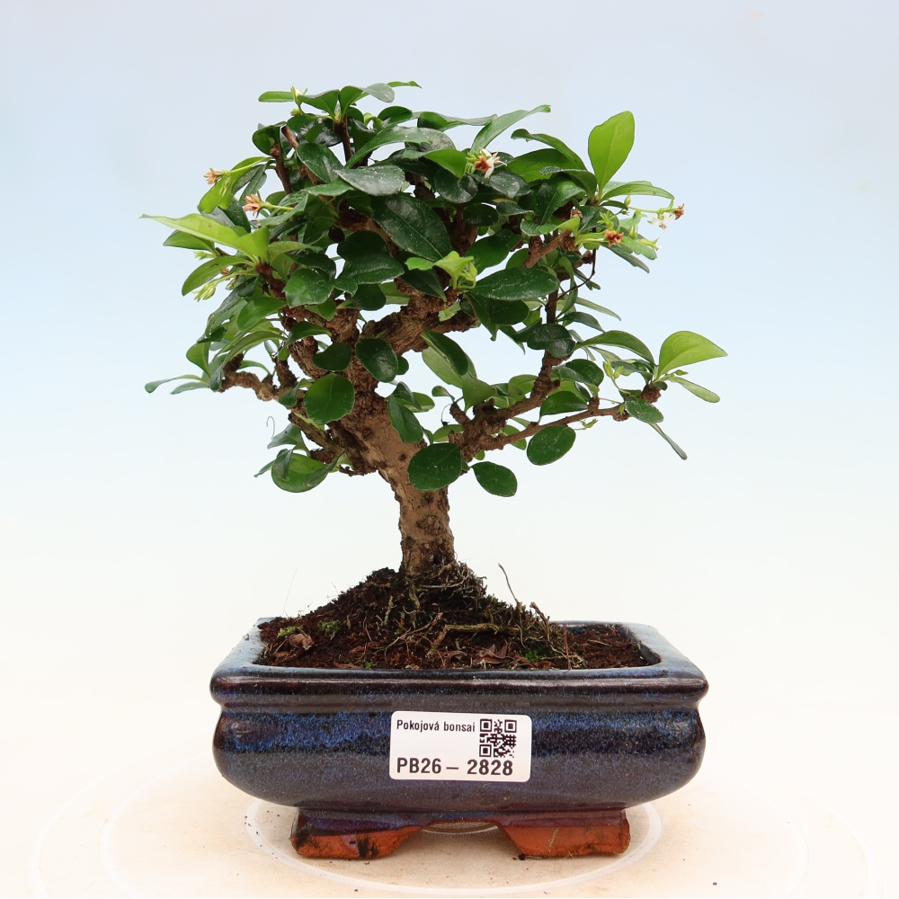 Camera bonsai - Carmona macrophylla - Tea fuki