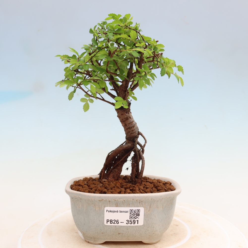 Camera bonsai - Ulmus parvifolia - Olmo a foglie piccole
