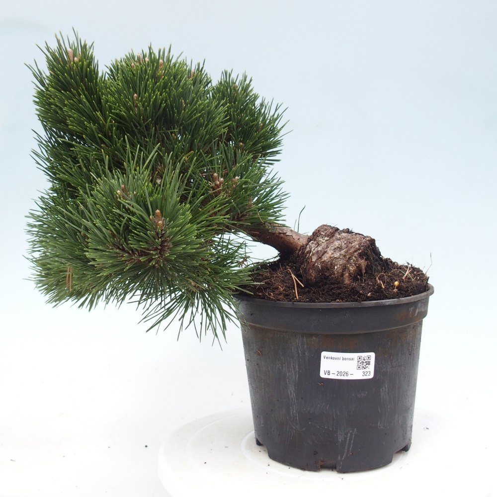 Bonsai da esterno - Pinus thunbergii senjyumaru - Pino di Thunberg