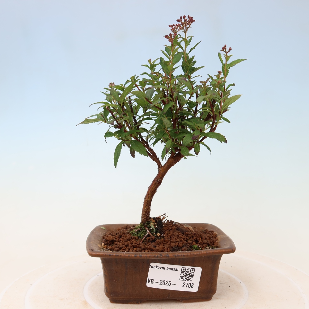 Bonsai da esterno - Spirea giapponese - Spirea japonica Anthony Waterer