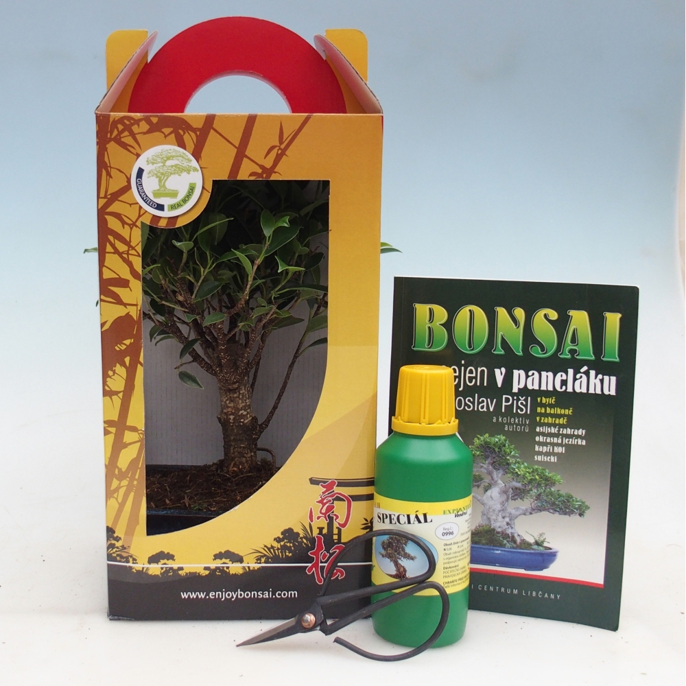 Bonsai da camera in confezione regalo Ficus retusa - Ficus a foglie piccole