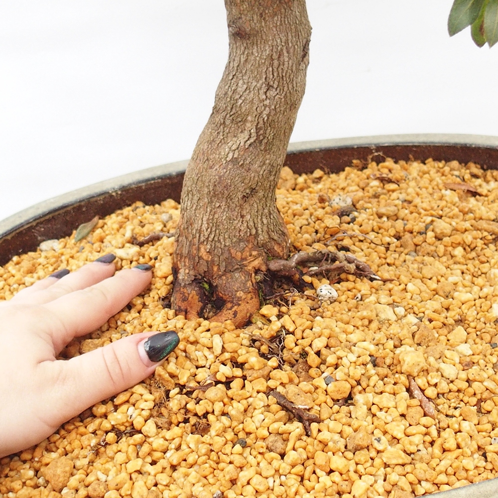 Bonsai da esterno - Azalea giapponese - Azalea CHIHIRO