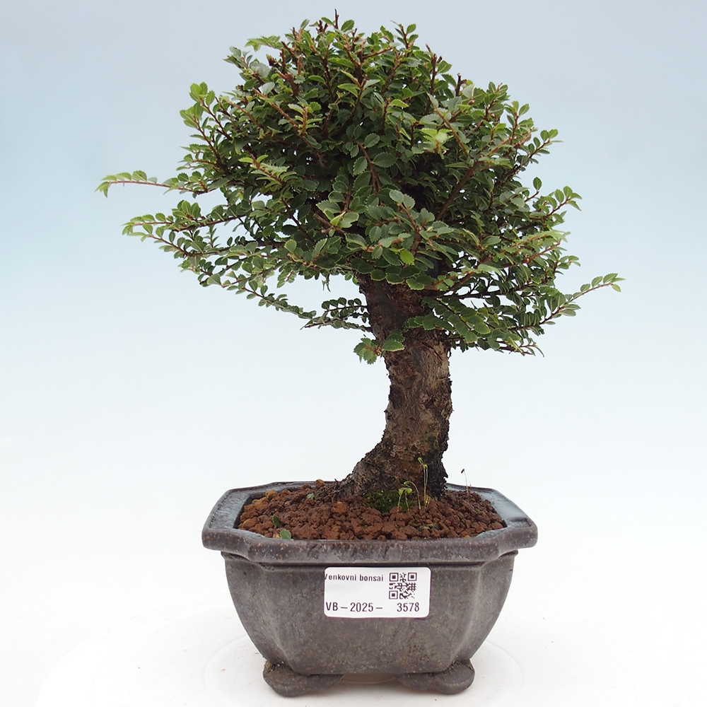 Bonsai da esterno - Ulmus parvifolia Hokkaido - Olmo cinese