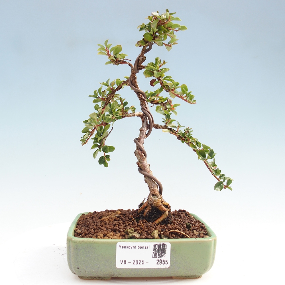 Bonsai da esterno - Cotoneaster horizontalis - Rocky Mountain