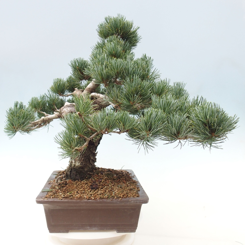Bonsai da esterno - Pinus parviflora - Pinus parviflora