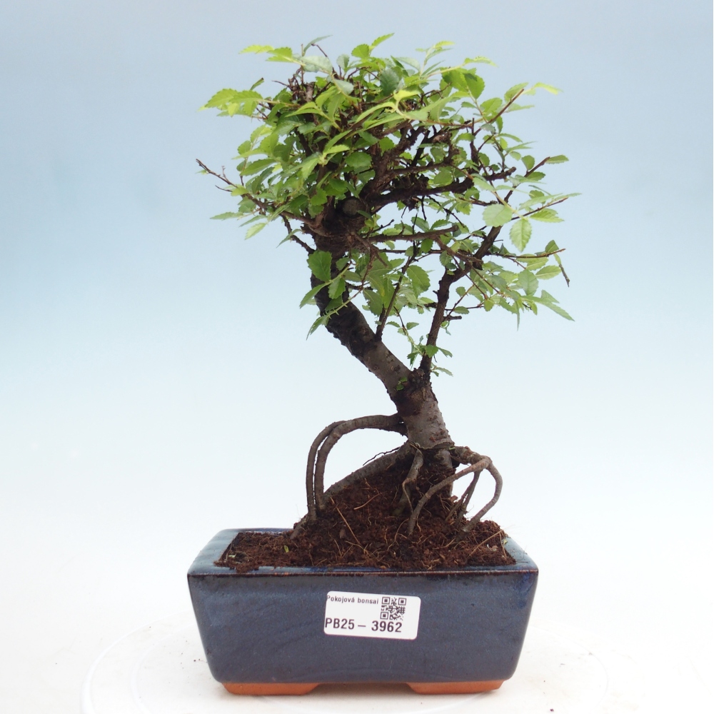 Camera bonsai - Ulmus parvifolia - Olmo a foglie piccole