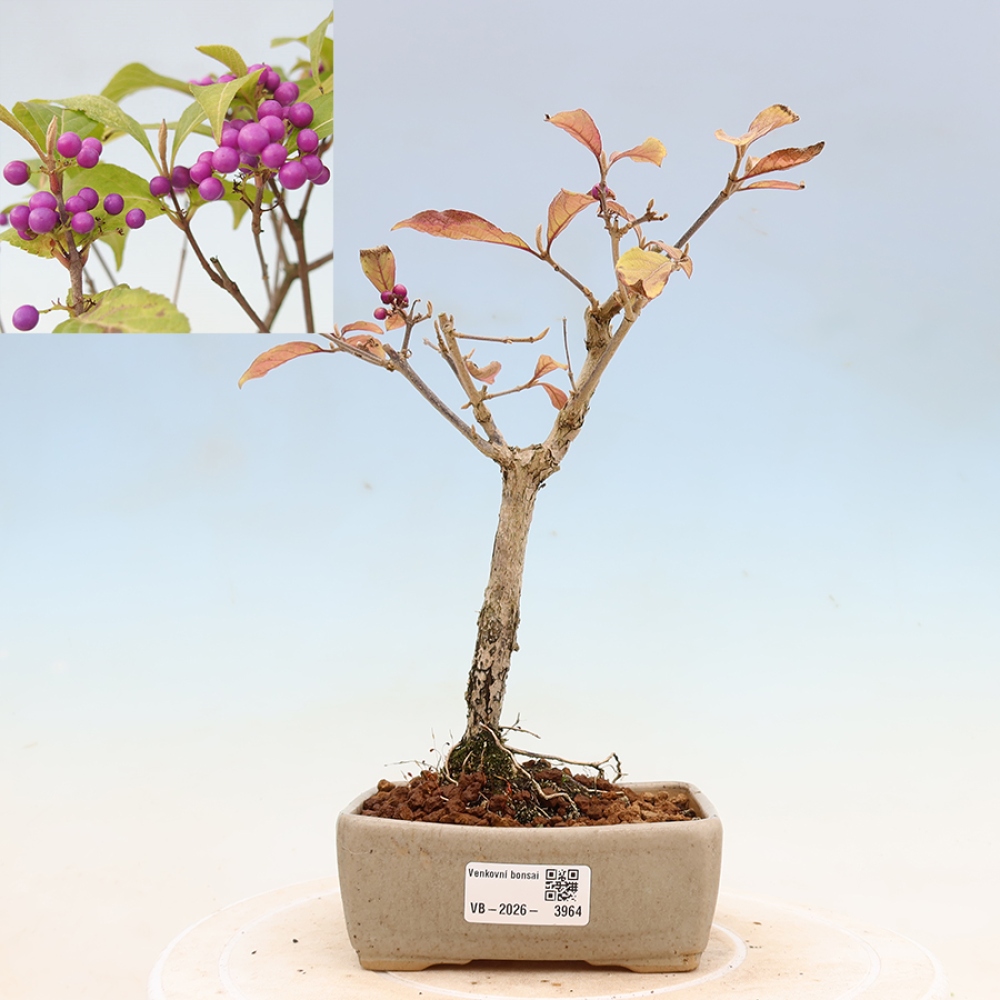 Bonsai da esterno - Callicarpa bodinierova profusione